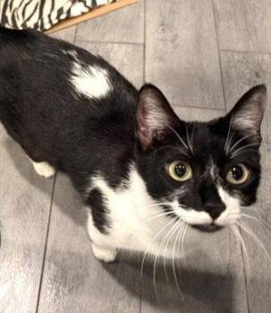 Fara -  Domestic Short Hair and Tuxedo Cat for Adoption in Seal Beach, California - Fara | PetCurious