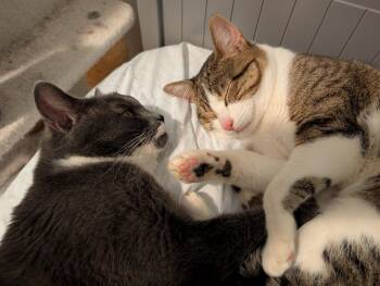 Domestic Short Hair Cats Available for Adoption - Grayson (bonded With Carter) | PetCurious