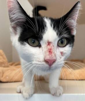 Coco Butter -  Domestic Short Hair Cat for Adoption - Coco Butter | PetCurious