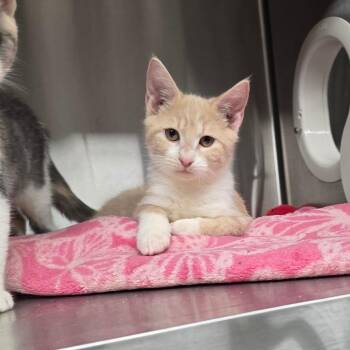 Ron -  Domestic Short Hair Cat for Adoption in Spokane, Washington - Ron | PetCurious