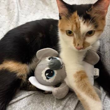 Penny Lane -  Calico Cat for Adoption in Homestead, Florida - Penny Lane | PetCurious