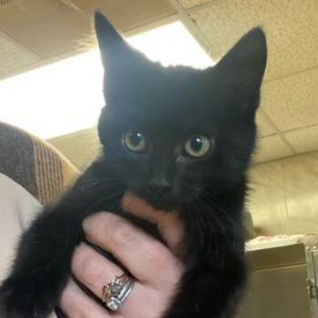 Fuba -  Domestic Short Hair Cat for Adoption in Chehalis, Washington - Fuba | PetCurious