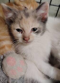 Alice -  Domestic Short Hair Cat for Adoption in Saint Clairsville, Ohio - Alice | PetCurious