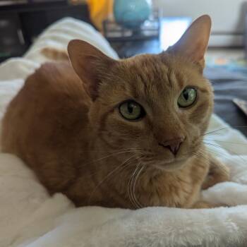 Stewie - Home to Home -  American Shorthair Cat for Adoption in South Elgin, Illinois - Stewie - Home To Home | PetCurious