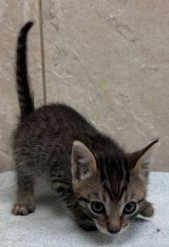 Ozzy -  Domestic Short Hair Cat Available for Adoption in Honolulu, Hawaii - Ozzy | PetCurious