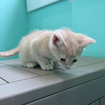 Gamila -  Domestic Short Hair Cat for Adoption in Marion, Virginia - Gamila | PetCurious
