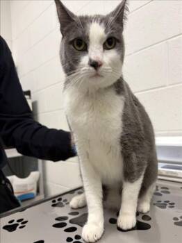 STORM -  Domestic Short Hair Cat for Adoption in Derwood, Maryland - STORM | PetCurious