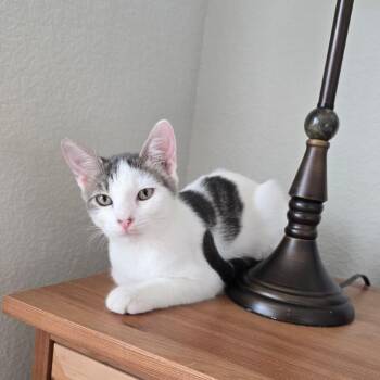 Wally -  Domestic Short Hair Cat for Adoption in Fort Worth, Texas - Wally | PetCurious