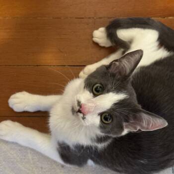 Rescue Domestic Short Hair Cats for Adoption in Lakewood, California - Cam | PetCurious