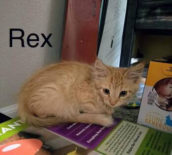 Rex -  Domestic Medium Hair Cat for Adoption in Reno, Nevada - Rex | PetCurious