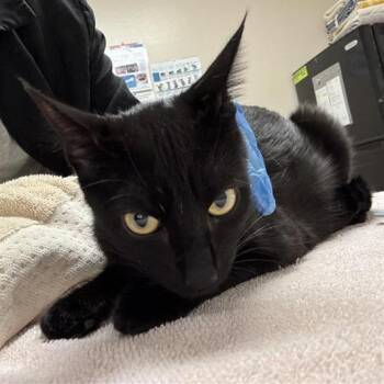 Sequoia -  Domestic Short Hair Cat for Adoption in Tempe, Arizona - Sequoia | PetCurious