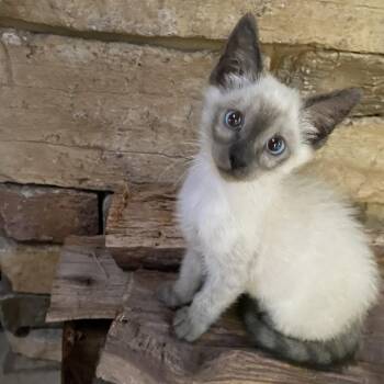 Puff -  Domestic Short Hair Cat for Adoption in Jupiter, Florida - Puff | PetCurious