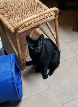 Rescue Domestic Short Hair Cats for Adoption in Cincinnati, Ohio - Imani | PetCurious