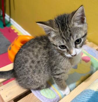 Eddy -  Tabby Cat for Adoption in San Antonio, Texas - Eddy | PetCurious