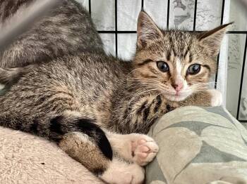 Rescue Domestic Short Hair Cats for Adoption in Springfield, Missouri - Casey | PetCurious