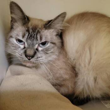 Roz -  Domestic Long Hair Cat for Adoption in Columbia, Missouri - Roz | PetCurious
