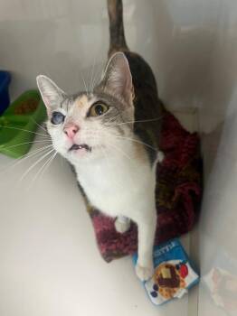 Wisteria -  Domestic Short Hair Cat for Adoption in Corpus Christi, Texas - Wisteria | PetCurious