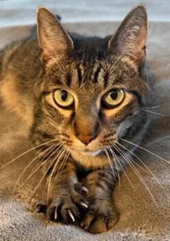 Rescue Tabby Cats for Adoption in Waverly, Iowa - Burt *MEET AT AVE OF SAINTS VET* | PetCurious
