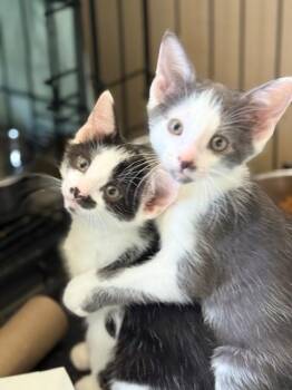Rescue Domestic Short Hair Cats for Adoption in Closter, New Jersey - Turbo, Chevy & Caddie | PetCurious