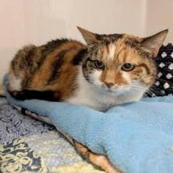 Tillie--This Beauty Comes with Vet Care Support for Life -  Calico Cat for Adoption in Green Valley, Arizona - Tillie--This Beauty Comes With Vet Care Support For Life | PetCurious