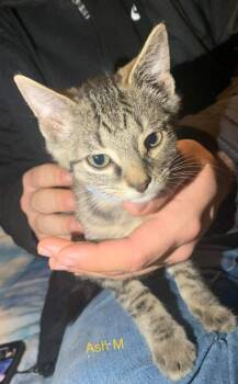 Ash -  Domestic Short Hair Cat for Adoption in Cromwell, Kentucky - Ash | PetCurious
