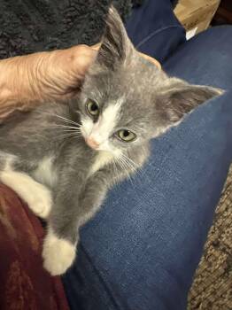 Rescue Russian Blue Cats for Adoption in Marion, North Carolina - Itsy | PetCurious