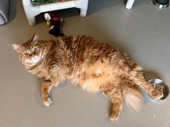 Ruckus -  Domestic Long Hair Cat for Adoption in Hyde Park, New York - Ruckus | PetCurious
