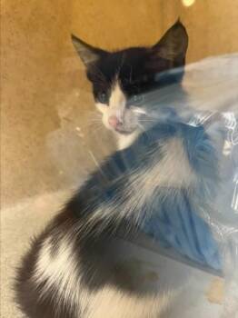 CATTICUS FINCH -  Domestic Medium Hair Cat Available for Adoption in Texas City, Texas - CATTICUS FINCH | PetCurious