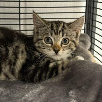 Mecox -  Domestic Short Hair Cat for Adoption in Hampton Bays, New York - Mecox | PetCurious
