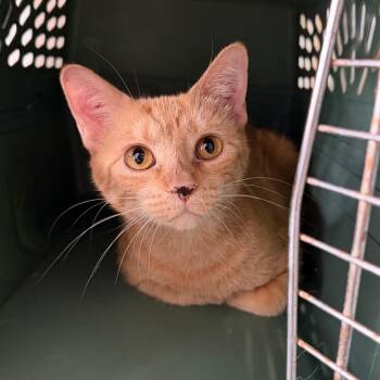 Domestic Short Hair Cats Available for Adoption in Mankato, Minnesota - Tangerine | PetCurious