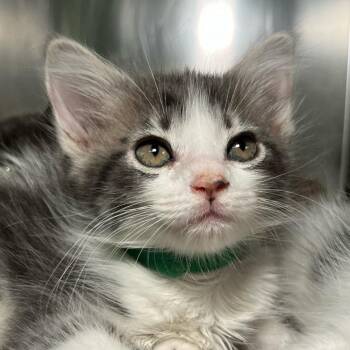 Anna -  Domestic Short Hair Cat for Adoption in Palm Springs, California - Anna | PetCurious