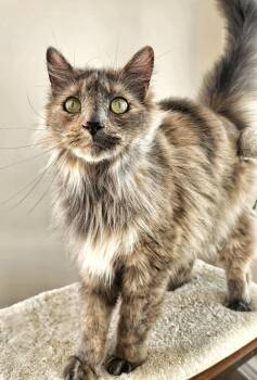 Domestic Long Hair Cats Available for Adoption in Littlestown, Pennsylvania - Faith | PetCurious