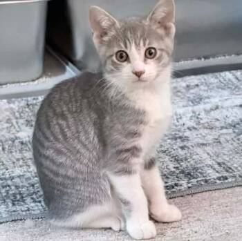 Heron -  Domestic Short Hair and Tabby Cat for Adoption in Grand Rapids, Michigan - Heron | PetCurious