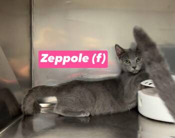 Zeppole -  Domestic Short Hair and Russian Blue Cat for Adoption in Montville, New Jersey - Zeppole | PetCurious