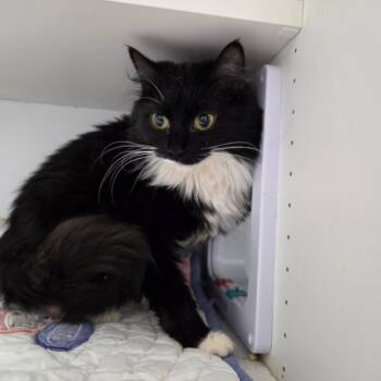 Domestic Medium Hair Cats Available for Adoption in North Battleford, Saskatchewan - Cypress | PetCurious