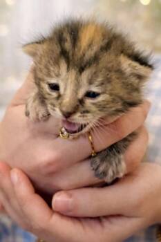 Nutmeg -  Tabby Cat Available for Adoption in Snyder, Texas - Nutmeg | PetCurious
