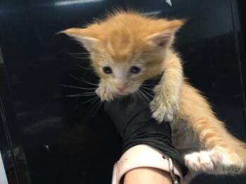 Domestic Short Hair Cats Available for Adoption in Thousand Palms, California - PANKO | PetCurious