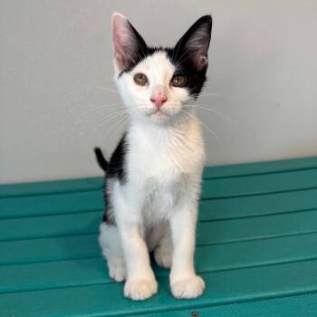 Darjeeling -  Domestic Short Hair Cat for Adoption in Asheville, North Carolina - Darjeeling | PetCurious
