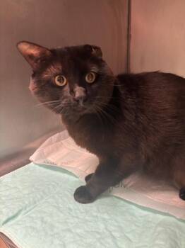 Midnight -  Domestic Short Hair Cat for Adoption in Morgantown, Kentucky - Midnight | PetCurious