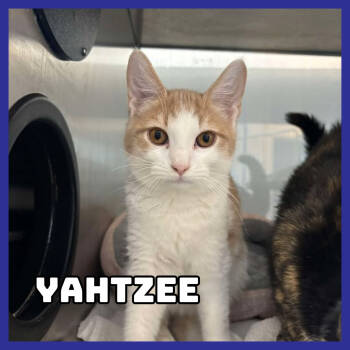 Rescue Domestic Short Hair Cats for Adoption in Glenwood, Minnesota - Yahtzee | PetCurious