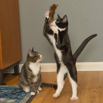 Rescue Extra Toes Cat Hemingway Polydactyl and Tuxedo Cats for Adoption in Chicago, Illinois - Ernestine And Polyanna | PetCurious