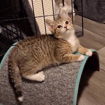Danny -  Domestic Short Hair Cat for Adoption in East Amherst, New York - Danny | PetCurious