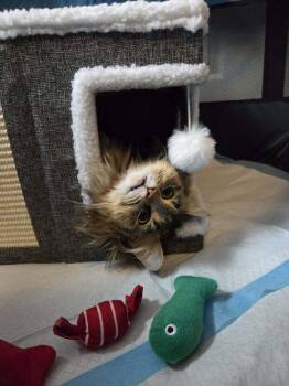 Domestic Long Hair Cats Available for Adoption in Plymouth, Michigan - Mama Eggo | PetCurious