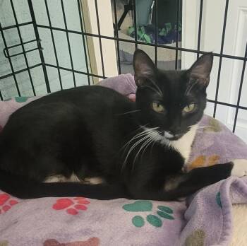 Rescue Domestic Short Hair Cats for Adoption in Warren, Ohio - Bella | PetCurious