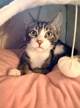 Kale -  American Shorthair Cat for Adoption in Highland Park, New Jersey - Kale | PetCurious