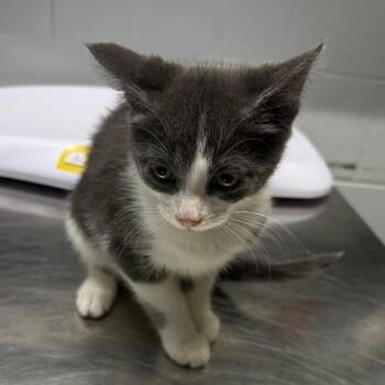 Apple -  Domestic Short Hair Cat for Adoption in Summerville, South Carolina - Apple | PetCurious