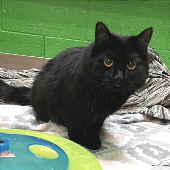 Domestic Short Hair Cats Available for Adoption - Nyx | PetCurious