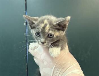 Domestic Short Hair Cats Available for Adoption in Thousand Palms, California - A1912817 | PetCurious