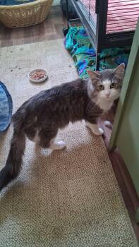 Ansel -  Domestic Medium Hair Cat for Adoption in Ferndale, Michigan - Ansel | PetCurious