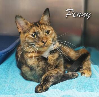 Rescue Domestic Short Hair Cats for Adoption in Middle Township, New Jersey - Penny | PetCurious